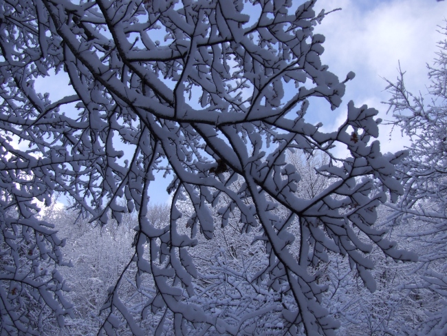 bosco innevato